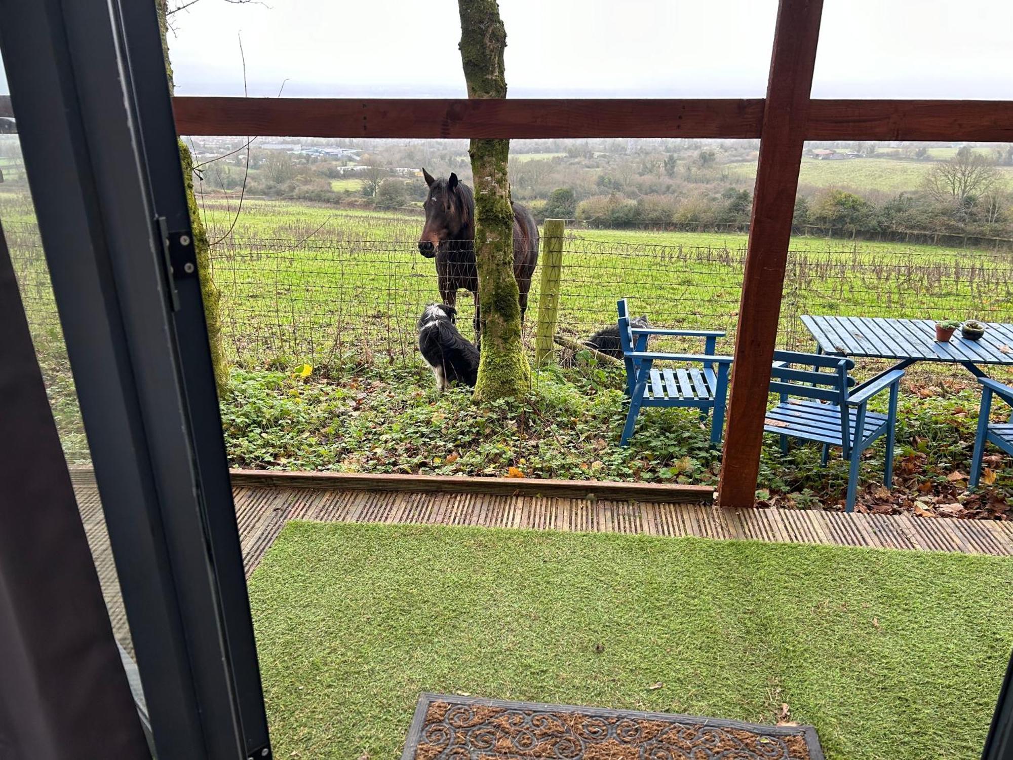 Sky Gazer Cabin In The Woods Dublin Extérieur photo